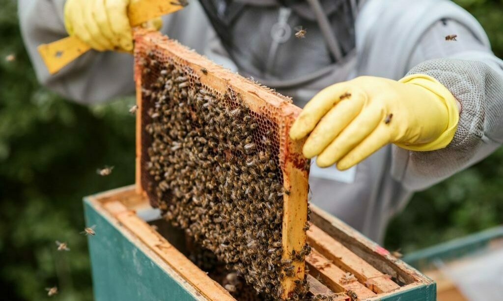 Apicultura Rossi Giancarlo