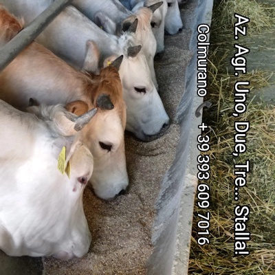 Uno due tre stalla 01